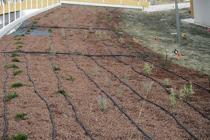 irrigazione-a-goccia